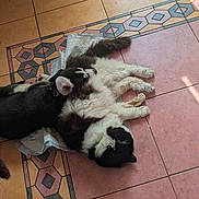Loki joined the competition — help win amazing prizes! dog, pets, resting, floor, tile, indoor, sunlight, snuggling, fur, black_and_white, animal, companion, cozy, laying_down, domestic_animal, relaxation, cute, sleeping, collar, two_dogs