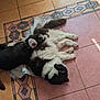 dog, pets, resting, floor, tile, indoor, sunlight, snuggling, fur, black_and_white, animal, companion, cozy, laying_down, domestic_animal, relaxation, cute, sleeping, collar, two_dogs