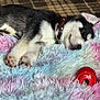 Loki is registered to the contest to win money with this photo: puppy, dog, sleeping, fluffy_blanket, toy, red_toy, collar, indoor, cozy, cute, pet, fur, resting, animal, soft_texture, closeup, paw, nap, young_dog, adorable