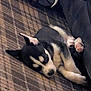 Loki is registered to the contest to win money with this photo: puppy, dog, sleeping, carpet, indoors, cozy, fur, black_and_white, pet, animal, resting, couch, cute, young_dog, domestic_animal, canine, living_room, relaxing, small_dog, home