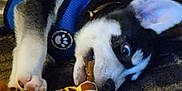Loki is registered to the contest to win money with this photo: puppy, dog, toy, stuffed_animal, giraffe_toy, blue_harness, carpet, indoor, pet, playful, chewing, lying_down, animal, cute, young_dog, black_and_white, fur, paw, ear, nose