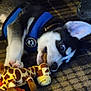 puppy, dog, toy, stuffed_animal, giraffe_toy, blue_harness, carpet, indoor, pet, playful, chewing, lying_down, animal, cute, young_dog, black_and_white, fur, paw, ear, nose
