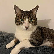 Pickles is registered to the contest to win money with this photo: cat, tabby, green_eyes, pet, feline, animal, whiskers, ears, paws, fur, relaxed, indoor, blanket, cozy, shadow, portrait, close_up, laying, domestic_cat, cute