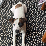 Ruby a rejoint le concours — aidez-le/la à gagner de superbes lots ! puppy, dog, jack_russell_terrier, white_fur, brown_patches, black_patch, floppy_ears, blue_eyes, lying_down, stretching, looking_at_camera, pet, indoor, rug, geometric_pattern, furniture, table, cables, home, portrait