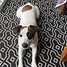 puppy, dog, jack_russell_terrier, white_fur, brown_patches, black_patch, floppy_ears, blue_eyes, lying_down, stretching, looking_at_camera, pet, indoor, rug, geometric_pattern, furniture, table, cables, home, portrait
