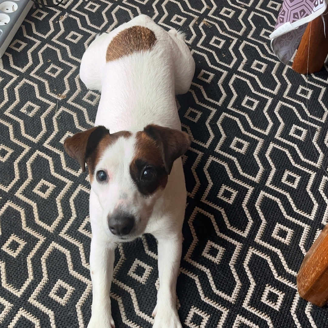 Ruby a rejoint le concours — aidez-le/la à gagner de superbes lots ! puppy, dog, jack_russell_terrier, white_fur, brown_patches, black_patch, floppy_ears, blue_eyes, lying_down, stretching, looking_at_camera, pet, indoor, rug, geometric_pattern, furniture, table, cables, home, portrait