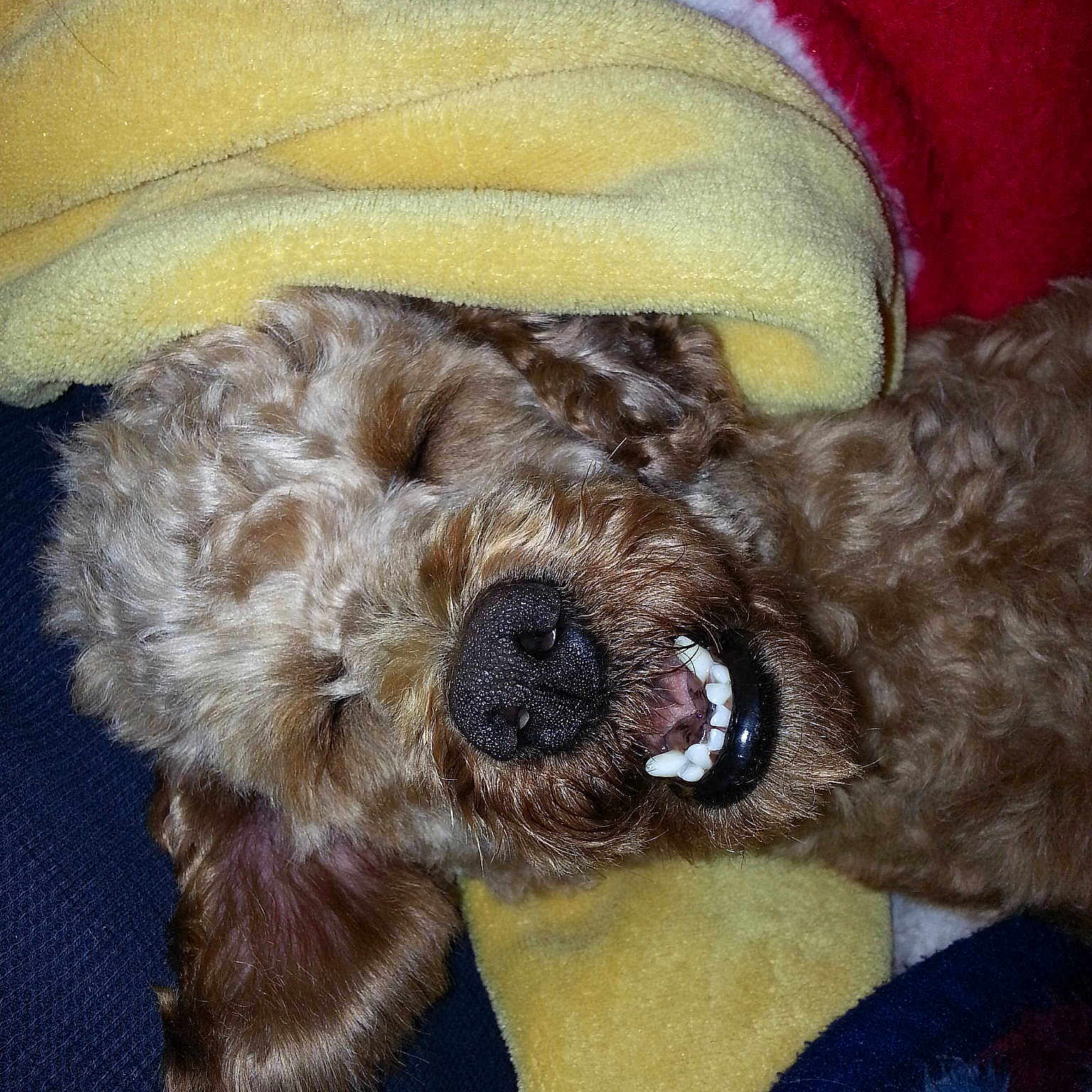 Choopy