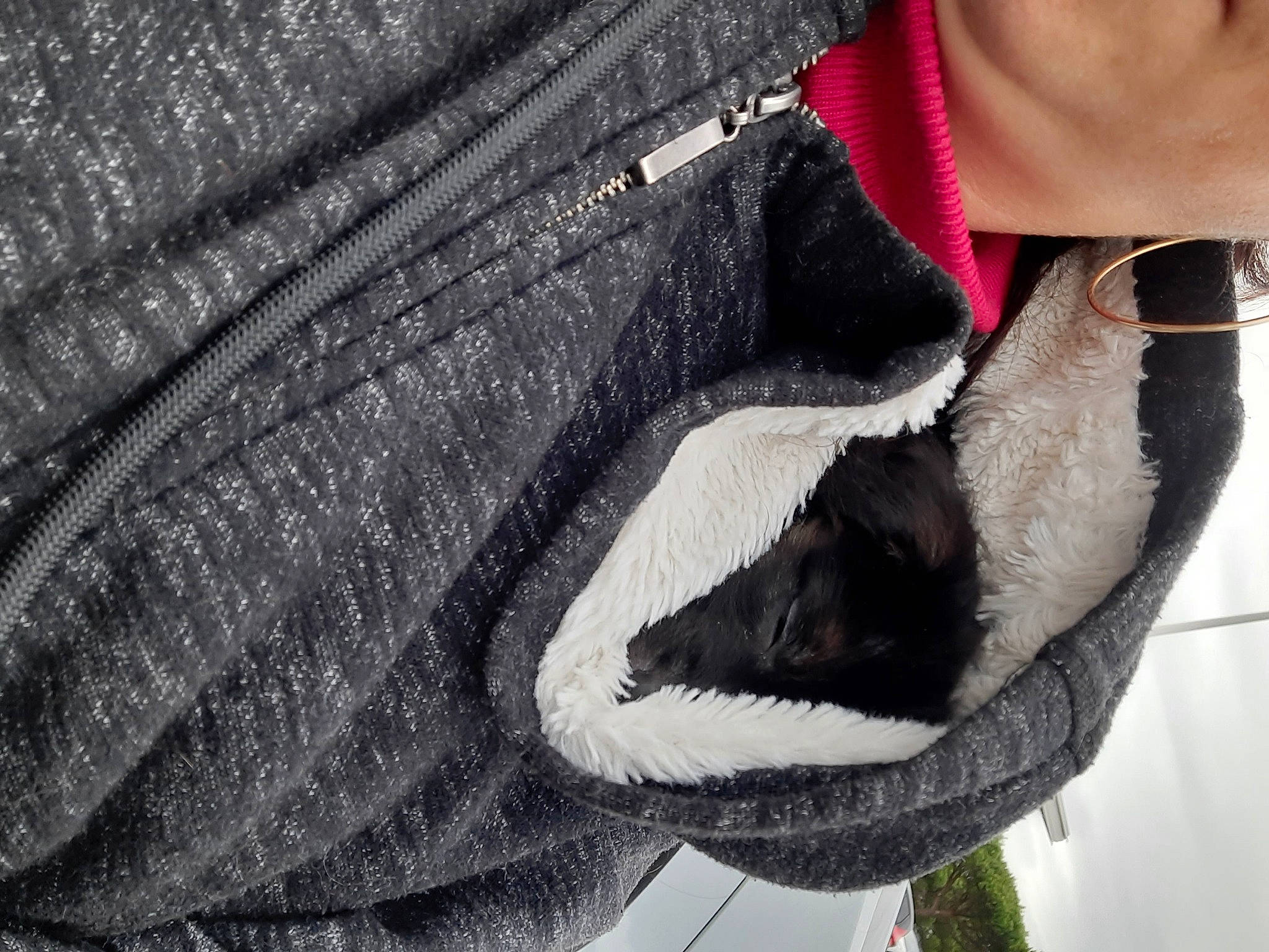 Tyson a rejoint le concours — aidez-le/la à gagner de superbes lots ! fur, jacket, mouth, outerwear, sleeve, snout