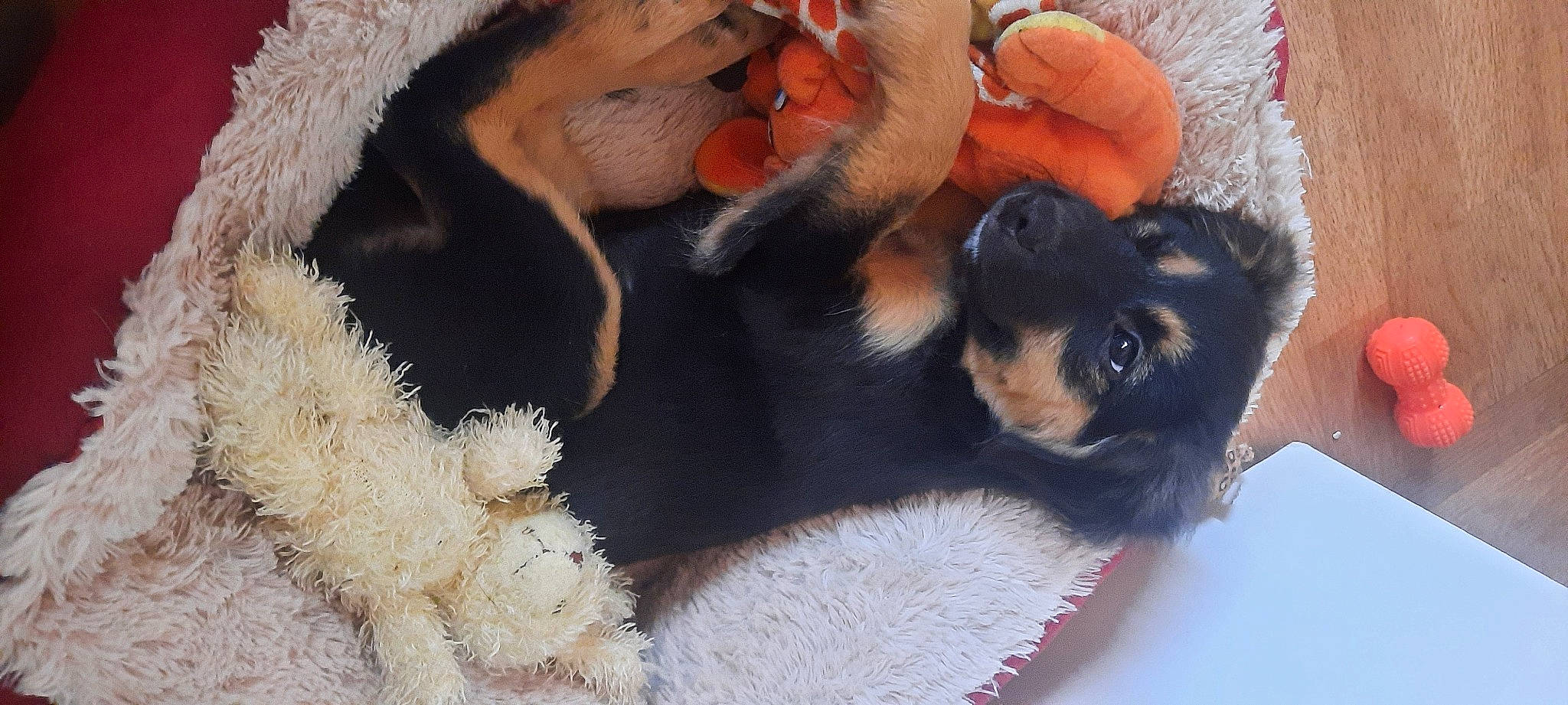 Tyson participe au concours pour gagner de l'argent avec cette photo : canidae, carnivore, companion_dog, dog, dog_breed, fur, puppy, puppy_love, rottweiler