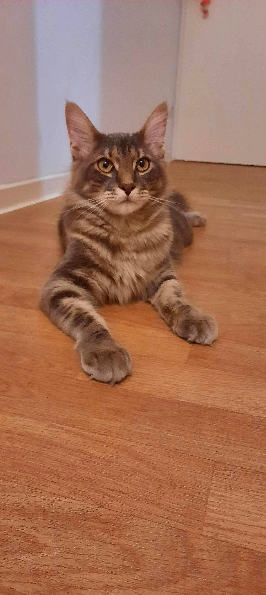 Loony participe au concours pour gagner de l'argent avec cette photo : american_shorthair, asian, australian_mist, california_spangled, carnivore, cat, domestic_short_haired_cat, dragon_li, european_shorthair, felidae, kitten, maine_coon, mammal, pixie_bob, polydactyl_cat, small_to_medium_sized_cats, tabby_cat, vertebrate, whiskers, wood