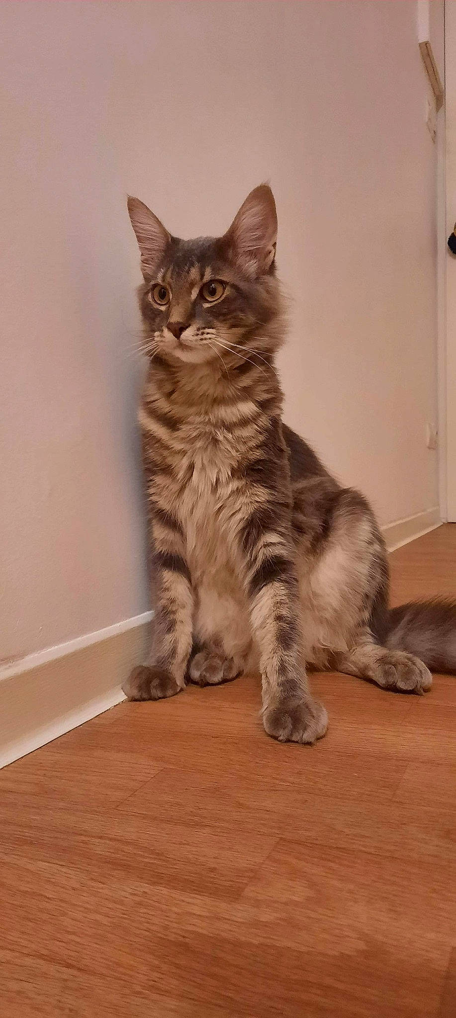 Loony a rejoint le concours — aidez-le/la à gagner de superbes lots ! american_shorthair, asian, australian_mist, carnivore, cat, domestic_short_haired_cat, dragon_li, european_shorthair, felidae, kitten, kurilian_bobtail, maine_coon, mammal, norwegian_forest_cat, pixie_bob, small_to_medium_sized_cats, sokoke, tabby_cat, vertebrate, whiskers