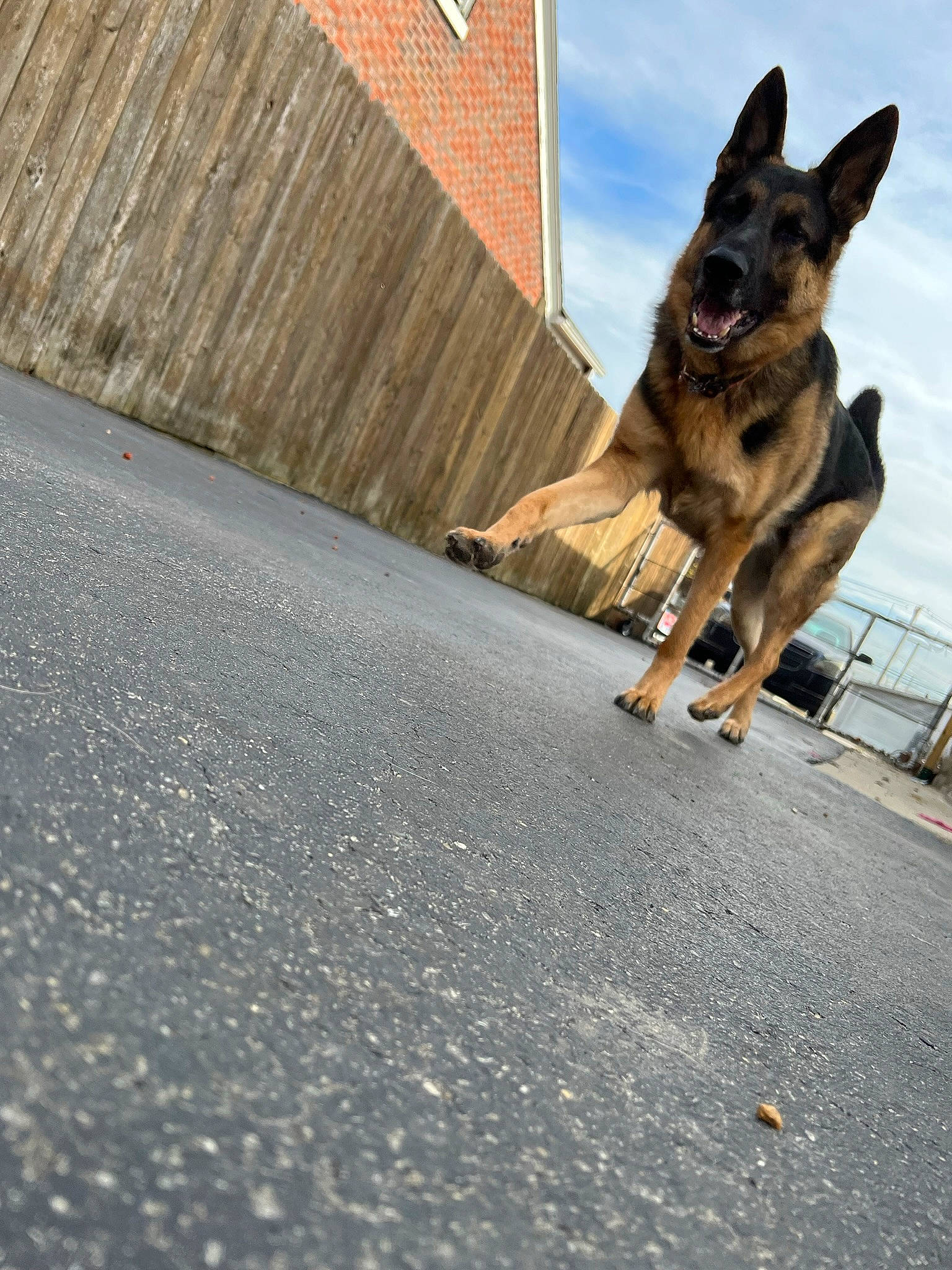 Chief is registered to the contest to win money with this photo: asphalt, building, carnivore, companion_dog, dog, dog_breed, fawn, german_shepherd_dog, grey, leash, recreation, road, road_surface, sidewalk, sky, snout, sporting_group, street, street_fashion, wood