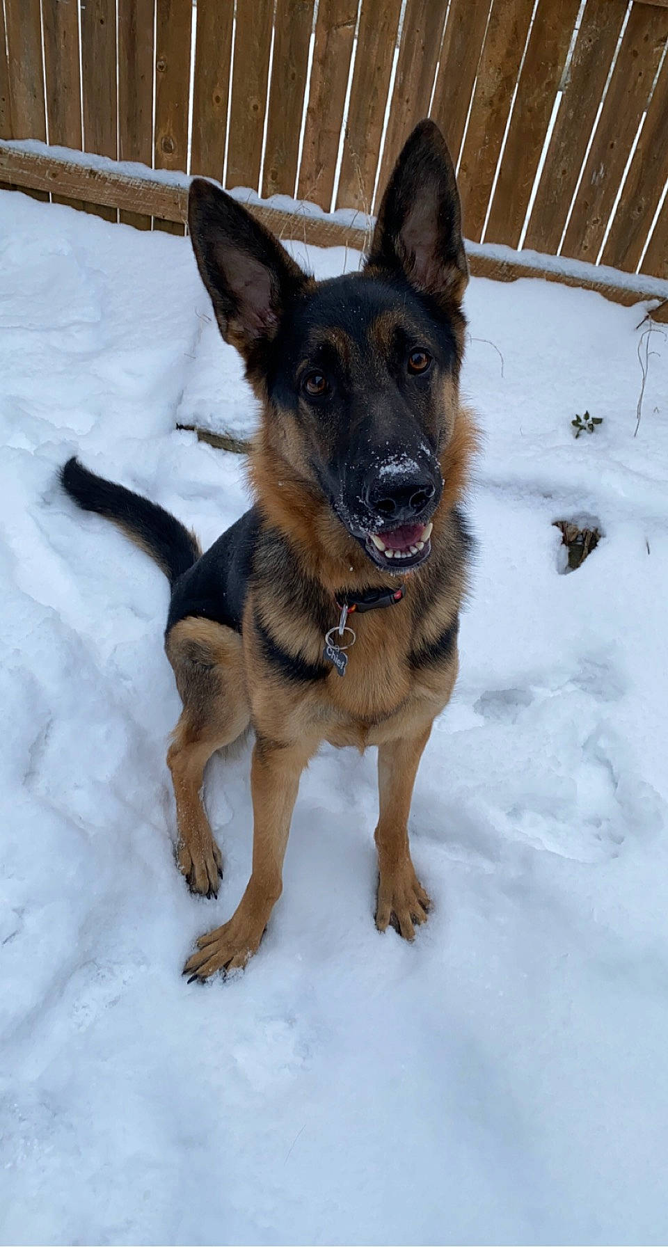 Chief is registered to the contest to win money with this photo: carnivore, companion_dog, dog, dog_breed, dog_supply, east_european_shepherd, fence, foot, guard_dog, pet_supply, snow, winter, working_animal, working_dog