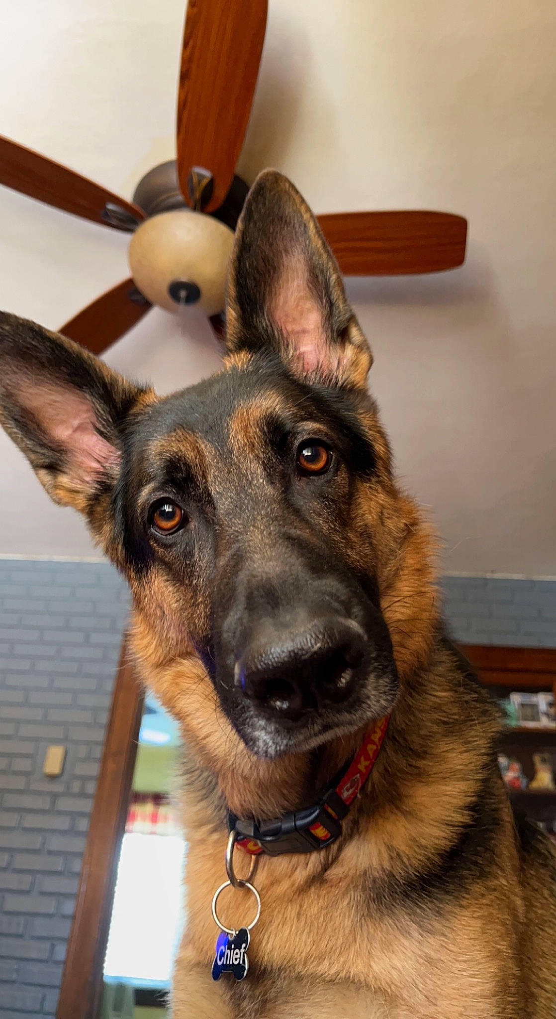 Chief is registered to the contest to win money with this photo: canidae, carnivore, collar, companion_dog, dog, dog_breed, dog_collar, ear, eye, fawn, fur, german_shepherd_dog, herding_dog, human_body, jaw, old_german_shepherd_dog, snout, sporting_group, whiskers, working_animal