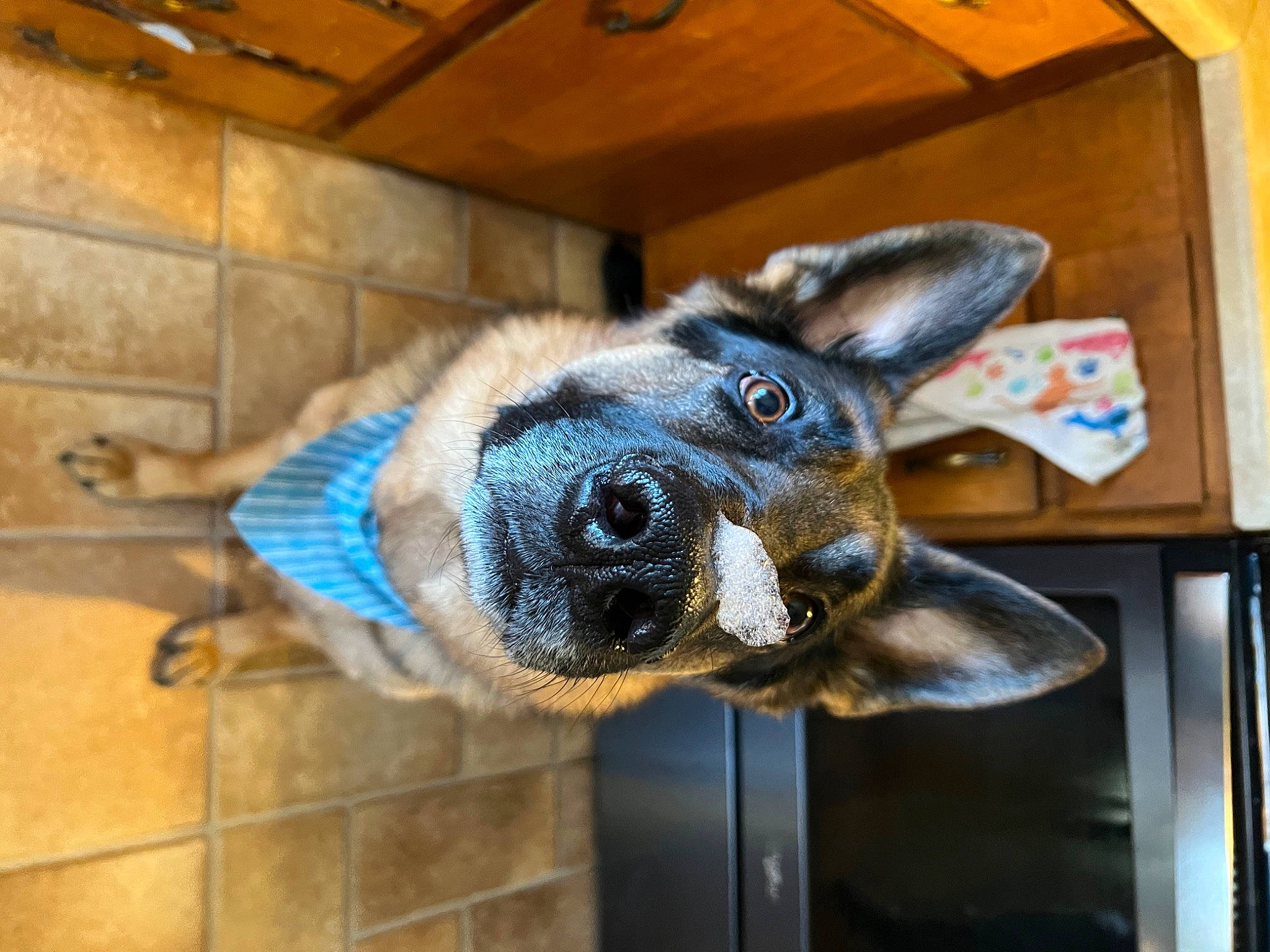 Chief is registered to the contest to win money with this photo: canidae, carnivore, dog_breed, door, ear, electric_blue, fawn, flooring, fur, metal, non_sporting_group, pet_supply, room, snout, sporting_group, tail, whiskers, window, wood, working_animal