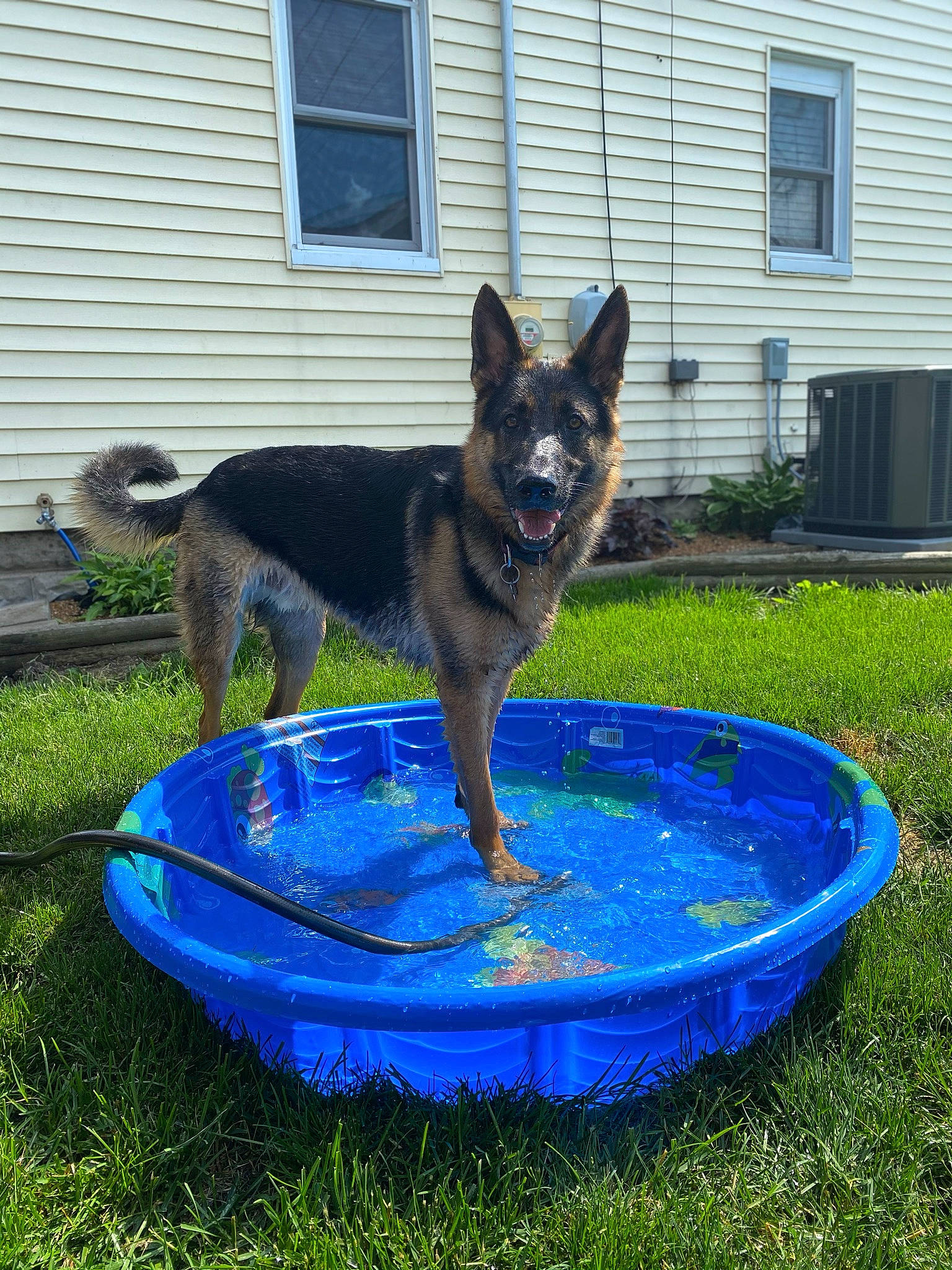 Chief is registered to the contest to win money with this photo: blue, building, canidae, carnivore, companion_dog, dog, dog_breed, dog_supply, door, east_european_shepherd, electric_blue, fixture, grass, herding_dog, house, old_german_shepherd_dog, plant, sporting_group, tail, window