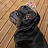 dog, black_dog, tiara, jewelry, wooden_deck, pet, portrait, animal, cute, sitting, looking_up, brown_eyes, outdoor, canine, adorable, fancy, accessory, closeup, domestic_animal, majestic
