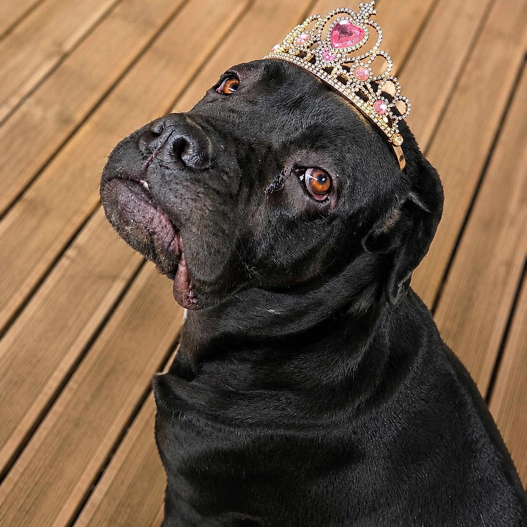 Pink a rejoint le concours — aidez-le/la à gagner de superbes lots ! dog, black_dog, tiara, jewelry, wooden_deck, pet, portrait, animal, cute, sitting, looking_up, brown_eyes, outdoor, canine, adorable, fancy, accessory, closeup, domestic_animal, majestic