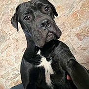Boyka participe au concours pour gagner de l'argent avec cette photo : dog, black_dog, pet, animal, canine, fur, white_patch, stone_wall, indoor, portrait, cute, curious, looking_at_camera, close_up, companion, mammal, young_dog, candid, selfie_style, friendly