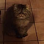 animal, brown, cat, companion, cozy, curious, cute, domestic, feline, fluffy, fur, indoor, looking_up, pet, quiet, shadow, sitting, soft_lighting, tile_floor, wide_eyes