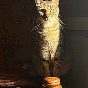 Salem participe au concours pour gagner de l'argent avec cette photo : animal, brown, cat, cozy, ears, feline, furniture, indoor, intense_gaze, pet, portrait, quiet, shadow, sitting, striped, sunlight, tabby, vintage, whiskers, wood