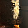 animal, brown, cat, cozy, ears, feline, furniture, indoor, intense_gaze, pet, portrait, quiet, shadow, sitting, striped, sunlight, tabby, vintage, whiskers, wood