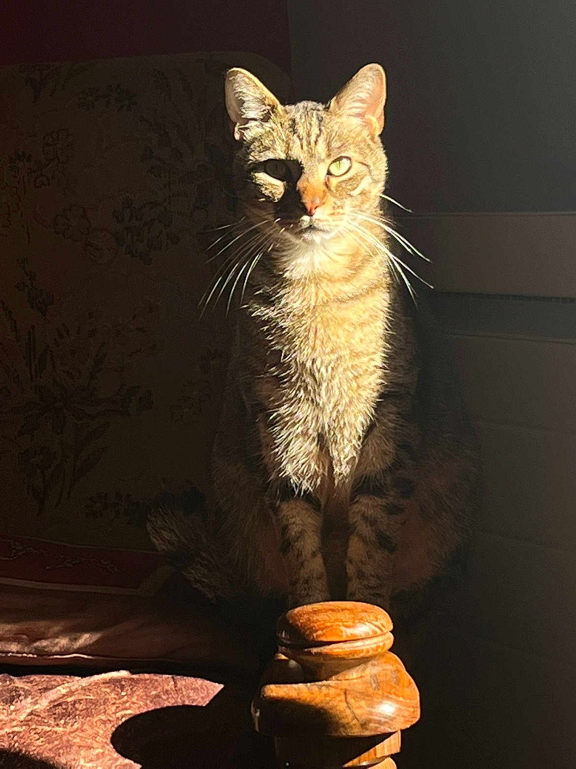 Salem participe au concours pour gagner de l'argent avec cette photo : animal, brown, cat, cozy, ears, feline, furniture, indoor, intense_gaze, pet, portrait, quiet, shadow, sitting, striped, sunlight, tabby, vintage, whiskers, wood
