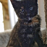 Lily is registered to the contest to win money with this photo: kitten, cat, tortoiseshell, pet, animal, cute, feline, fur, whiskers, eyes, indoor, soft, fuzzy, cat_tree, curious, young, sitting, closeup, portrait, domestic