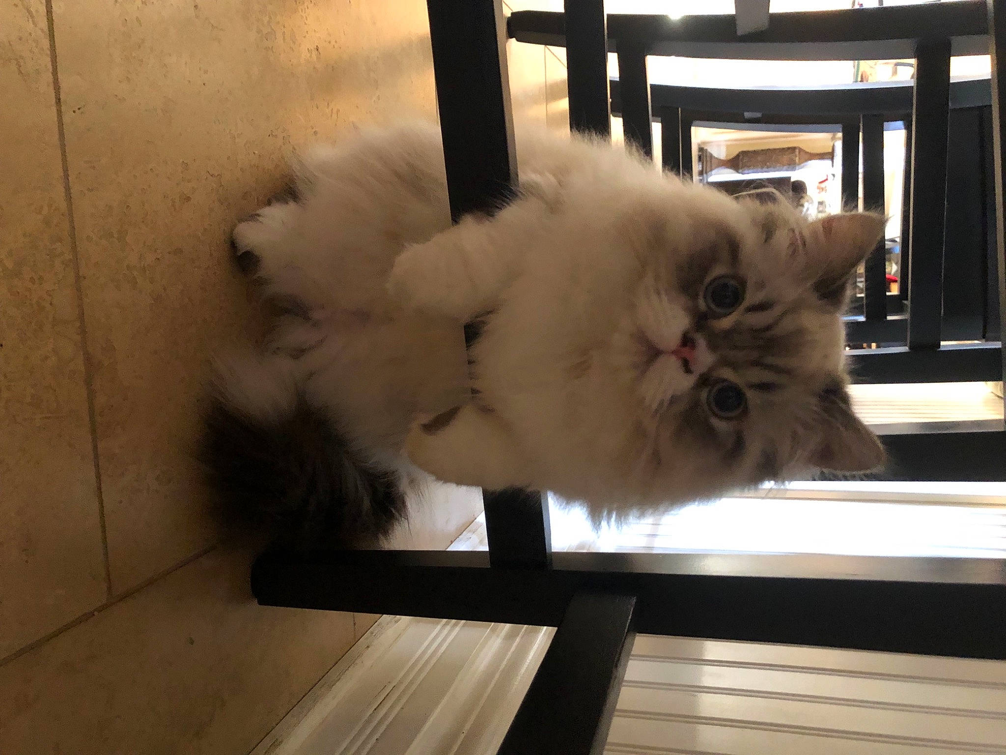 Alexander joined the competition — help win amazing prizes! british_semi_longhair, carnivore, cat, domestic_long_haired_cat, fawn, felidae, fur, hardwood, laminate_flooring, persian, plank, ragdoll, small_to_medium_sized_cats, snout, vertebrate, whiskers, wood_flooring, wood_stain