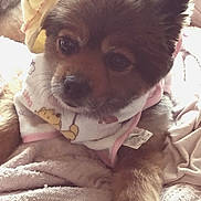 Ginger is registered to the contest to win money with this photo: dog, puppy, hat, scarf, blanket, cute, cozy, indoors, fur, pet, animal, relaxing, soft, snuggle, brown, small_dog, portrait, face, ears, paw