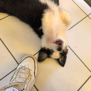Blue a rejoint le concours — aidez-le/la à gagner de superbes lots ! animal, black, black_and_white, cute, dog, floor, footwear, happy, indoor, motion_blur, paw, pet, playful, puppy, shoe, sneaker, tile_floor, tile_lines, white, young_dog
