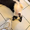 animal, black, black_and_white, cute, dog, floor, footwear, happy, indoor, motion_blur, paw, pet, playful, puppy, shoe, sneaker, tile_floor, tile_lines, white, young_dog
