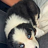 puppy, dog, blue_eyes, fur, black_and_white, lap, person, car_interior, seatbelt, clothing, resting, cute, pet, animal, cozy, young, looking_up, soft, indoor, companion
