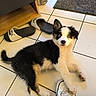 Blue a rejoint le concours — aidez-le/la à gagner de superbes lots ! black, black_and_white, blue_eyes, cabinet, curious, dog, floor, fur, furniture, indoor, lying_down, paw, pet, puppy, shoe, slippers, sneaker, stuffed_animal, tile, white