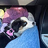 puppy, dog, blue_eyes, pink_harness, denim, jeans, white_sneakers, car_interior, seat, floor_mat, purple_cloth, resting, cute, pet, companion, indoors, cozy, closeup, young, animal