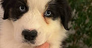 Blue a rejoint le concours — aidez-le/la à gagner de superbes lots ! adorable, animal, black_and_white, blue_eyes, close_up, companion, cute, dog, domestic, face, fluffy, friendly, fur, hand, indoor, mammal, pet, portrait, puppy, young