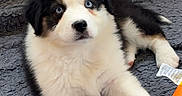 Blue participe au concours pour gagner de l'argent avec cette photo : puppy, dog, blue_eyes, toy, blanket, playpen, indoor, cute, fluffy, pet, animal, young, laying_down, black_and_white, fur, comfort, curious, small, colorful, playful