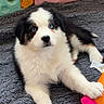 puppy, dog, blue_eyes, toy, blanket, playpen, indoor, cute, fluffy, pet, animal, young, laying_down, black_and_white, fur, comfort, curious, small, colorful, playful