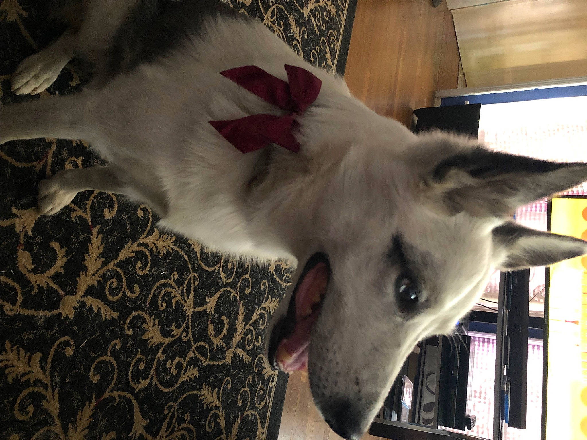 Keegan joined the competition — help win amazing prizes! canidae, carnivore, dog, dog_breed, ear, mammal, silken_windhound, snout, whiskers