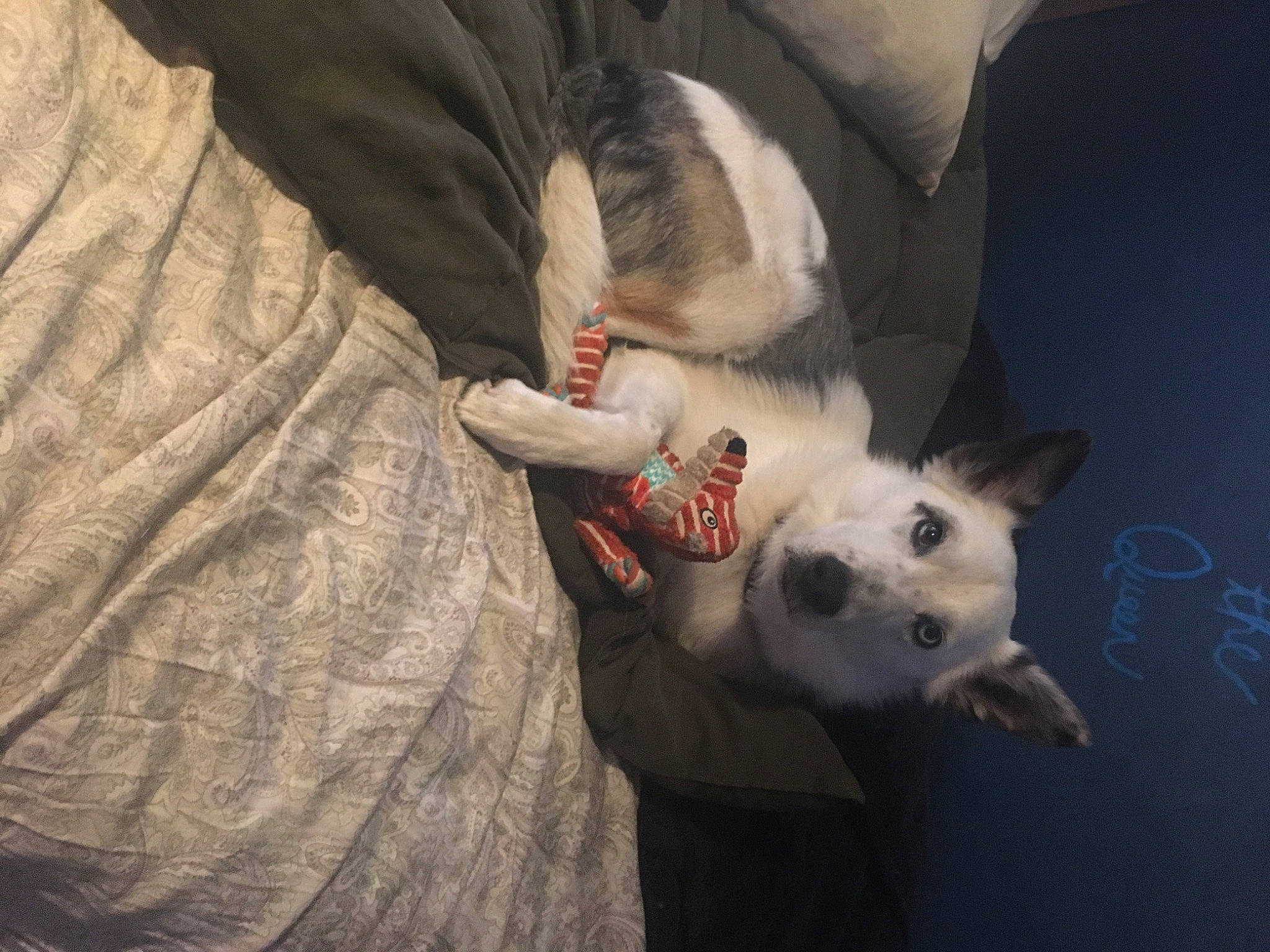 Keegan is registered to the contest to win money with this photo: canidae, carnivore, companion_dog, dog, dog_breed, mammal, non_sporting_group, paw