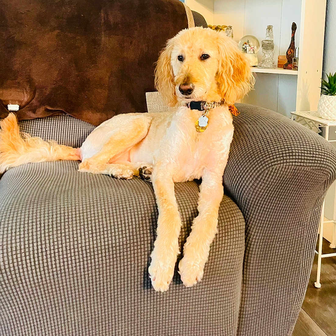 Maggie joined the competition — help win amazing prizes! animal, canine, couch, cushion, dog, dogbed, furniture, homedecor, pet, poodle, puppy