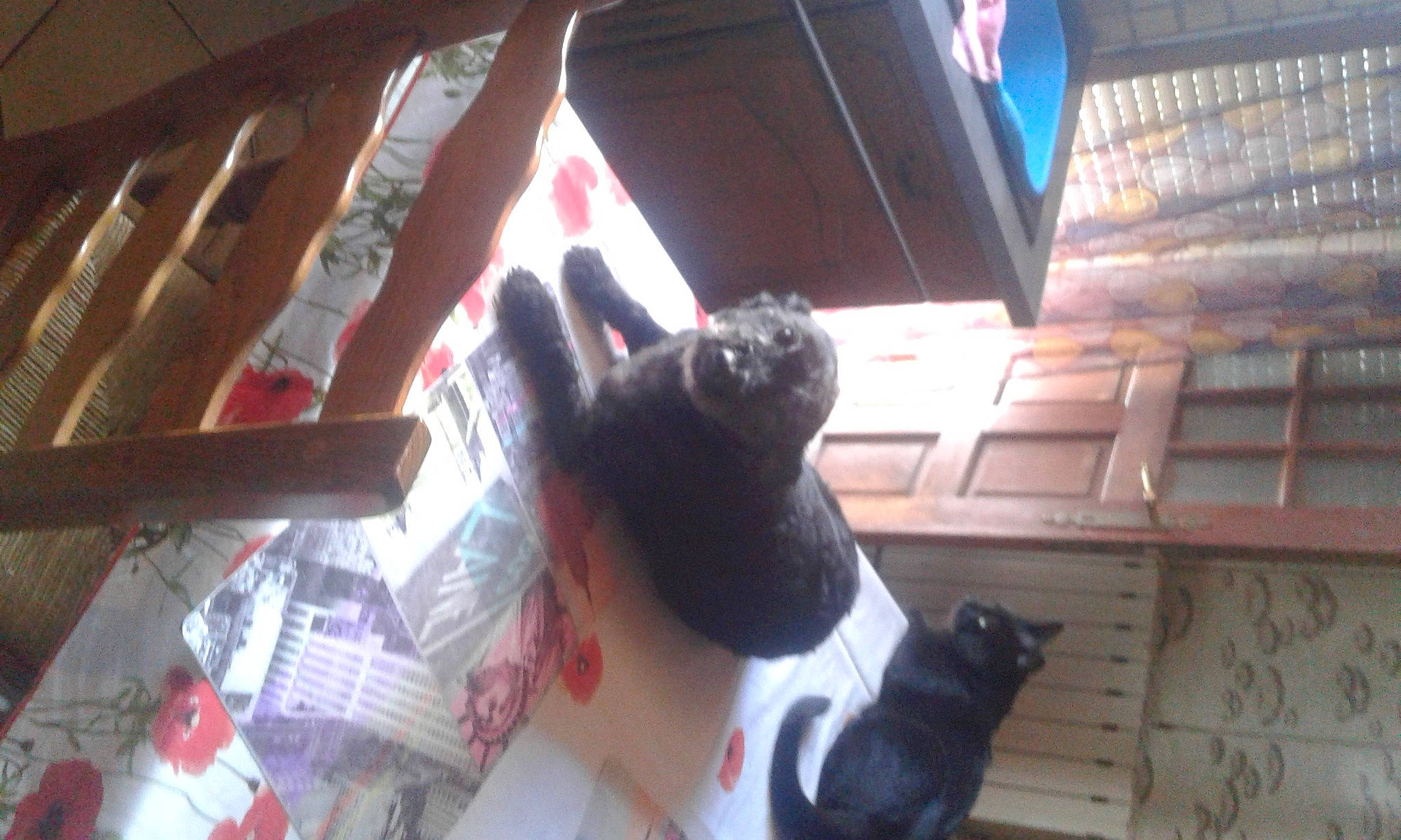 Bella a rejoint le concours — aidez-le/la à gagner de superbes lots ! carmine, carnivore, cat, comfort, companion_dog, dog_breed, domestic_short_haired_cat, felidae, flooring, fun, fur, guard_dog, hardwood, human_leg, lap, room, small_to_medium_sized_cats, tail, whiskers, wood