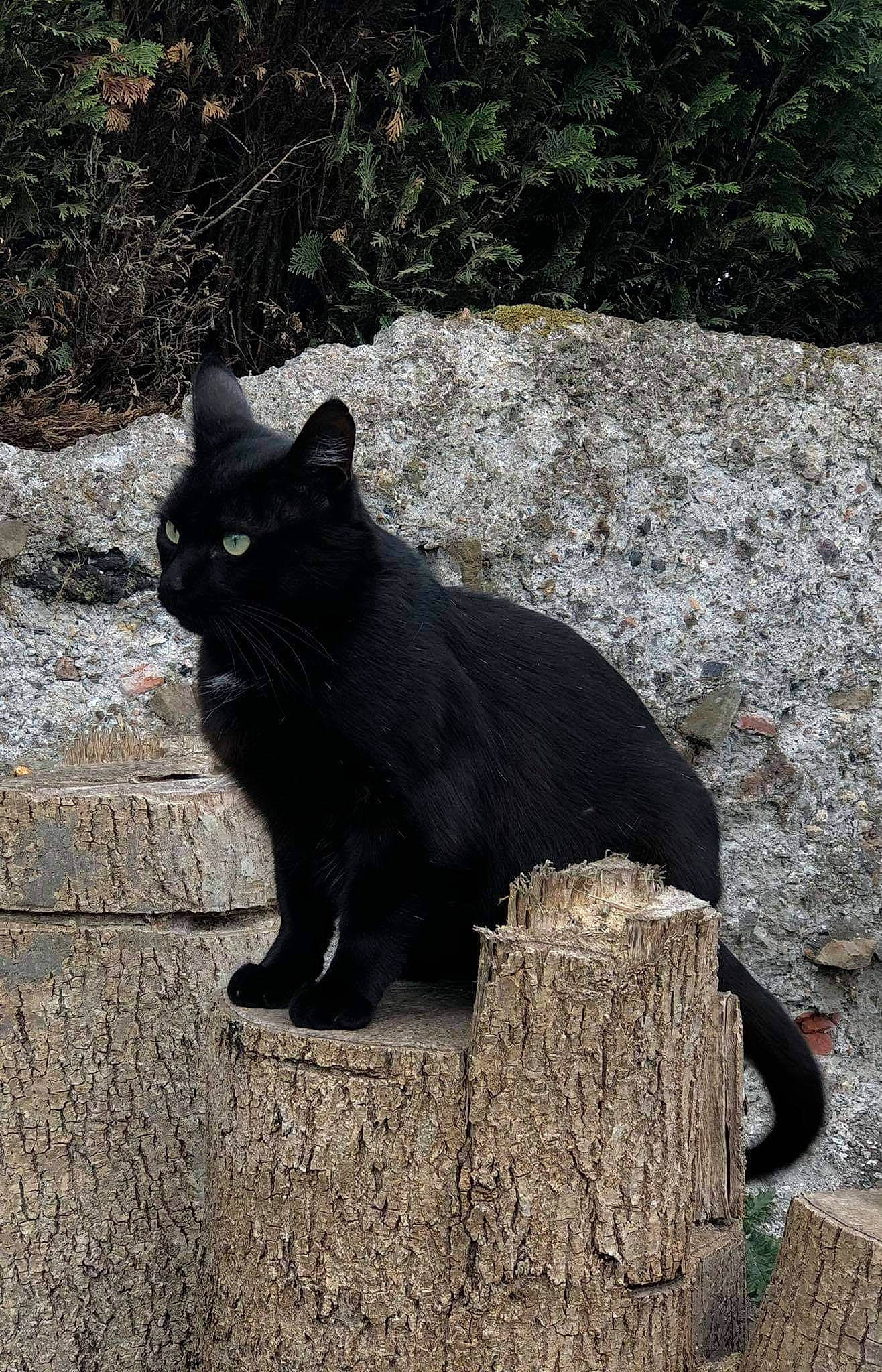 Black a rejoint le concours — aidez-le/la à gagner de superbes lots ! black_cat, bombay, carnivore, cat, domestic_short_haired_cat, felidae, fur, grass, grey, plant, road_surface, shadow, small_to_medium_sized_cats, snout, tail, terrestrial_animal, tints_and_shades, tree, whiskers, wood
