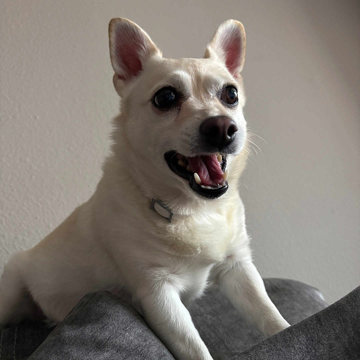 Polar Bears joined the competition — help win amazing prizes! dog, white_dog, pet, canine, happy, excited, ears, eyes, teeth, tongue, collar, indoor, couch, gray_couch, fur, animal, portrait, smiling, close_up, friendly