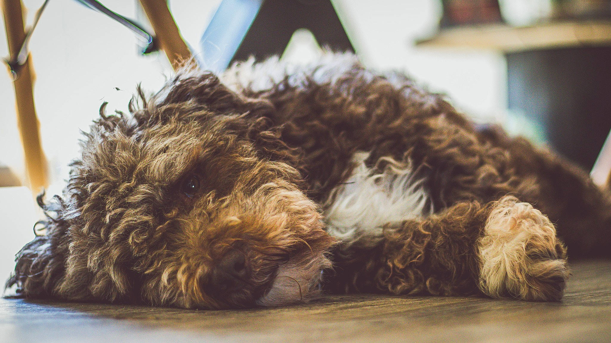 Grizzly a rejoint le concours — aidez-le/la à gagner de superbes lots ! canidae, carnivore, companion_dog, dog, dog_breed, felidae, fur, goldendoodle, labradoodle, liver, portuguese_water_dog, small_terrier, snout, sporting_group, tail, terrier, toy, toy_dog, water_dog, working_animal