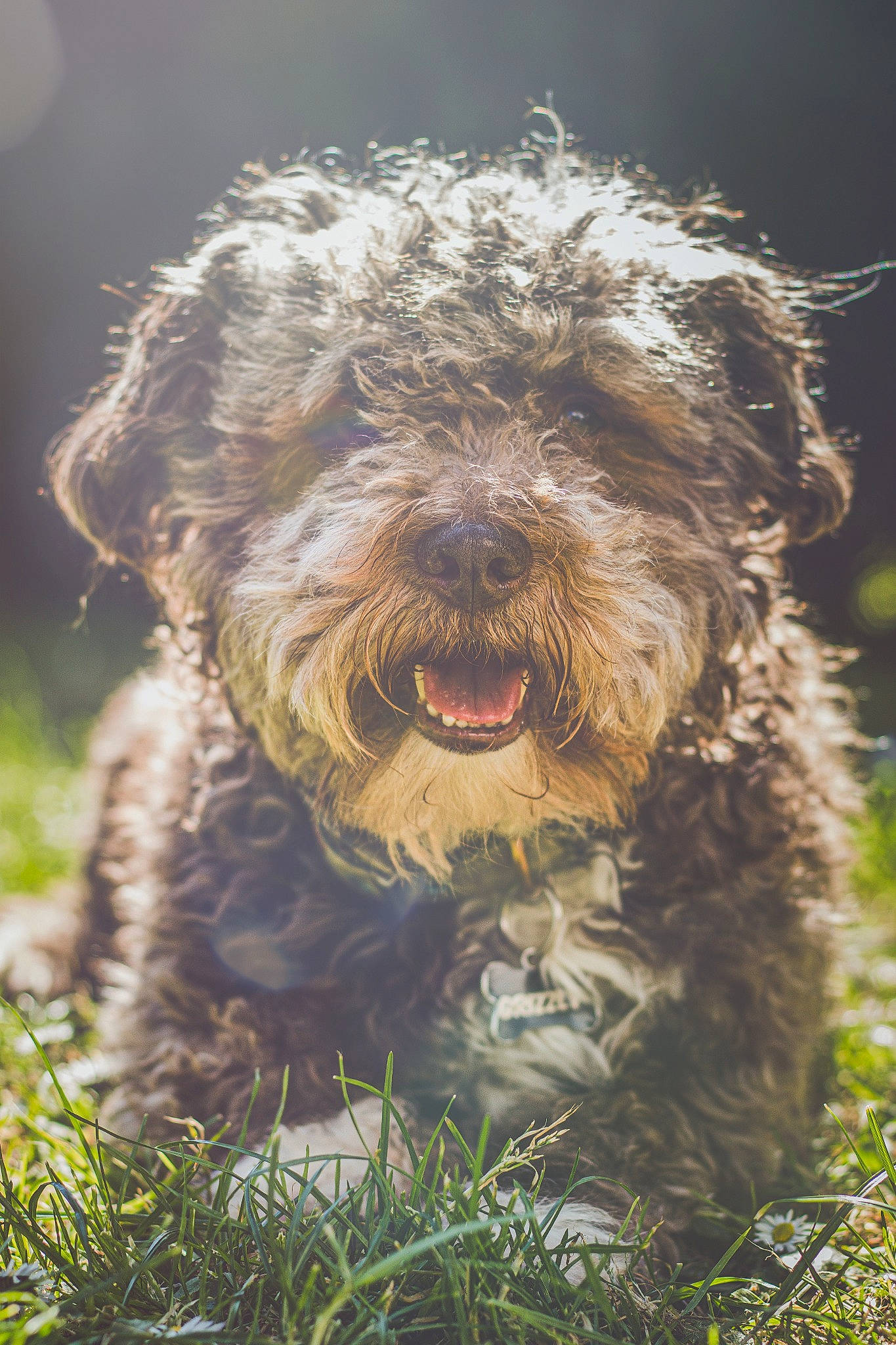 Grizzly a rejoint le concours — aidez-le/la à gagner de superbes lots ! canidae, carnivore, companion_dog, dog, dog_breed, fur, grass, liver, small_terrier, snout, sporting_group, terrestrial_animal, terrier, toy_dog, water_dog