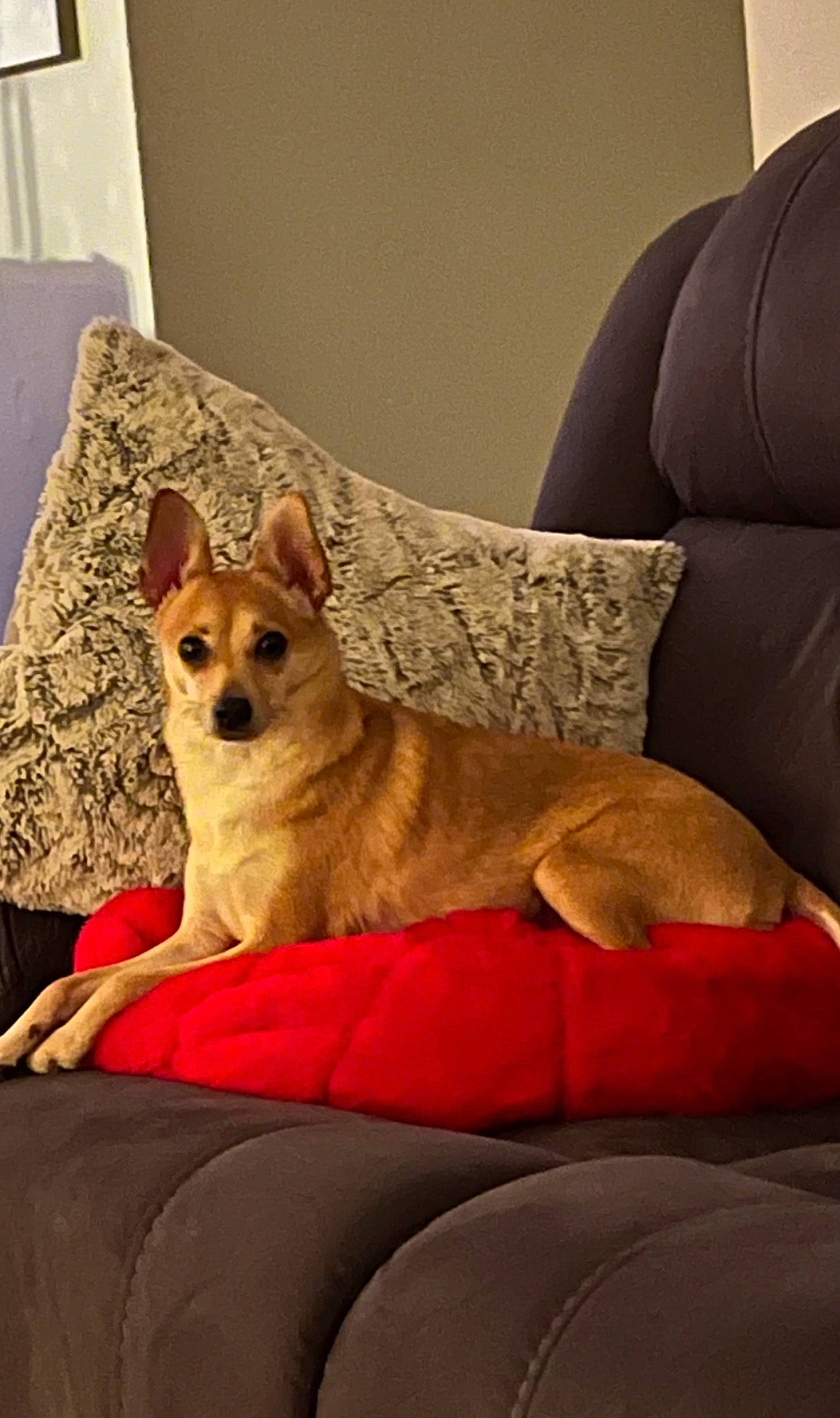 Rudy is registered to the contest to win money with this photo: bed, canidae, carnivore, comfort, companion_dog, couch, dog, dog_breed, dog_supply, fawn, flooring, fur, furniture, linens, room, snout, sporting_group, whiskers, wood, working_animal