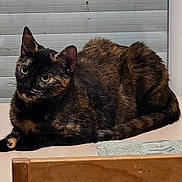 Chipster participe au concours pour gagner de l'argent avec cette photo : cat, tortoiseshell, pet, animal, feline, indoor, resting, wooden_surface, window_blind, alert, fur, eyes, whiskers, ears, tail, domestic, mammal, cute, household, texture