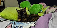 Chipster participe au concours pour gagner de l'argent avec cette photo : cat, tortoiseshell_cat, bed, pillow, plush_toy, blanket, indoor, sleeping_cat, cozy, soft_toys, furniture, resting, pet, animal, comfort, fabric, home, cute, relaxed, feline