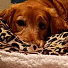 animal, bed, blanket, brown, close_up, comfortable, cozy, cute, dog, ears, fur, golden_retriever, indoors, leopard_print, looking, pet, puppy, resting, sleepy, soft